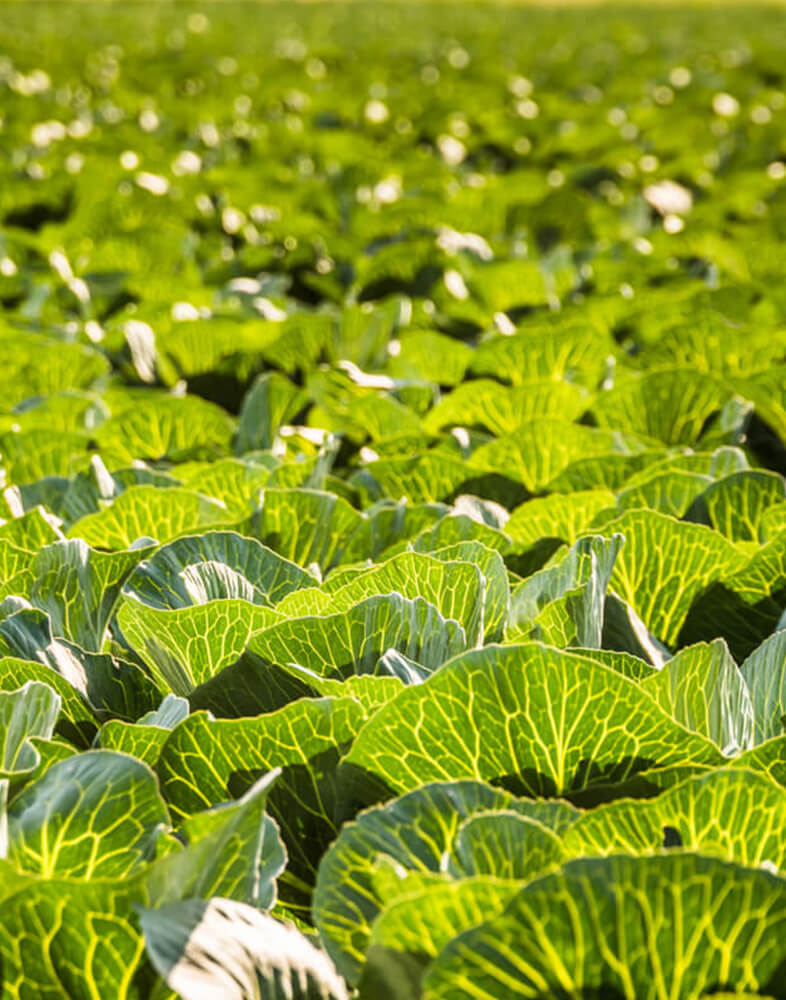 您值得信赖的有机肥料来源