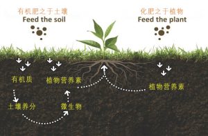 施用有机肥对土壤的长期影响：一项可持续农业的视角