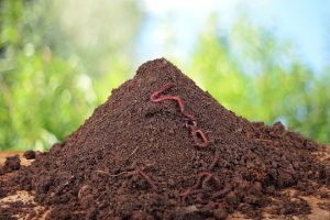 各类畜禽粪便作为有机肥有什么特点？