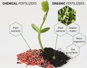 有机肥与复合肥有什么区别？