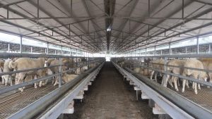 各类畜禽粪便作为有机肥的含量是多少喃？