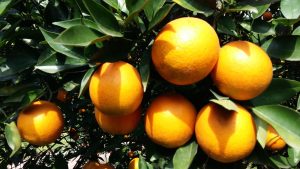 决定有机肥价格的因素是什么？