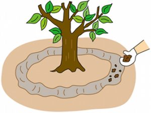 果树施肥的方式有哪些？