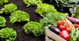 有机栽培是什么？