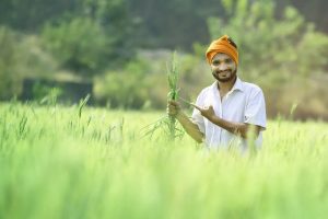 农家肥和化肥区别？