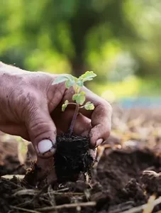 如何选择优质的有机肥？