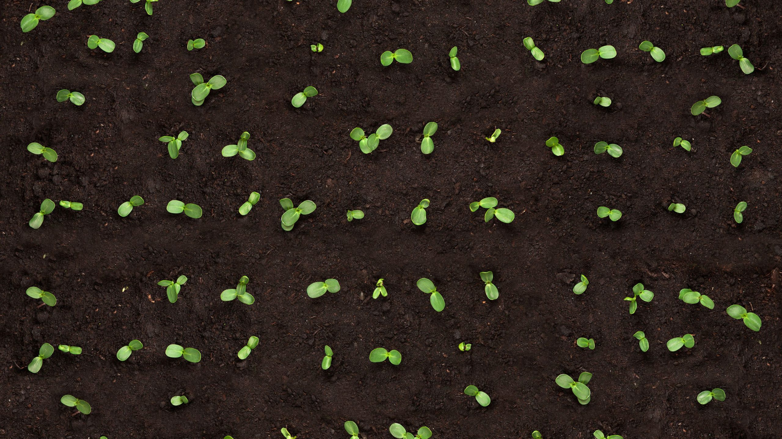 Young seedlings in soil
